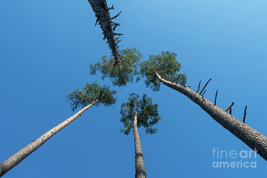 Canopies And Stems Of Four High Conifers Growing Close Together To The Blue Sky Photograph by Andreas Berthold