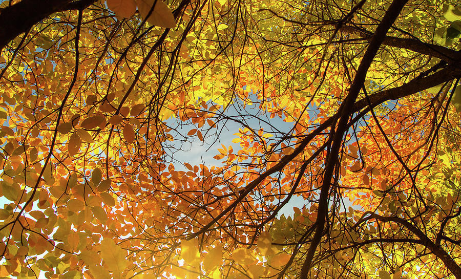 Canopy of autumn Photograph by Kunal Mehra