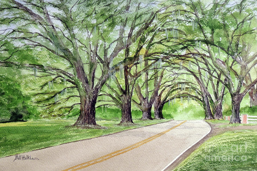 Canopy Of Live Oak Trees Plantation Road Painting by Bill Holkham