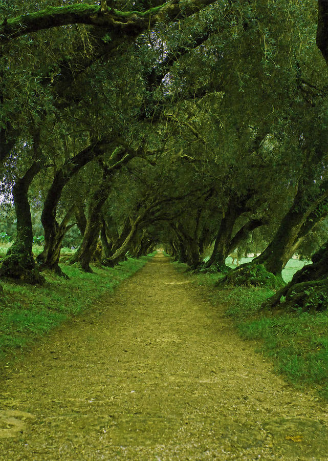 Canopy of Oak Trees Along This Path Digital Painting Mixed Media by Sandi OReilly