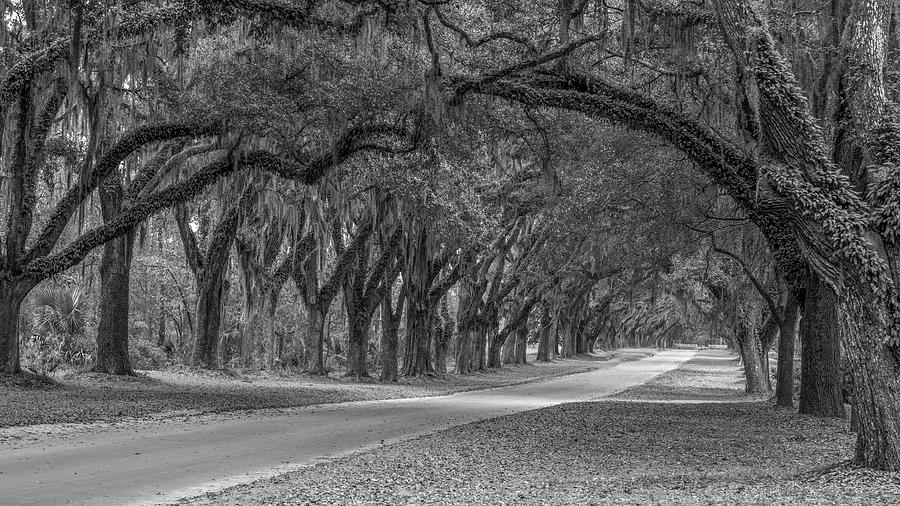 Canopy of Oaks, Black and White Photograph by Marcy Wielfaert
