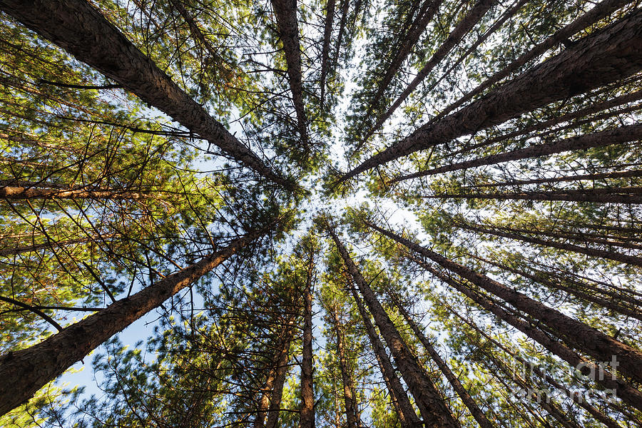 Canopy of Red Pine Forest - Franconia New Hampshire Photograph by Erin Paul Donovan