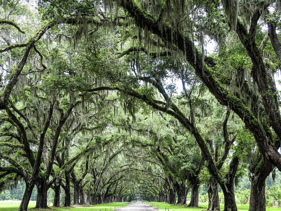 Canopy of southern live oaks in Savannah, Georgia Photograph by Lisa ...