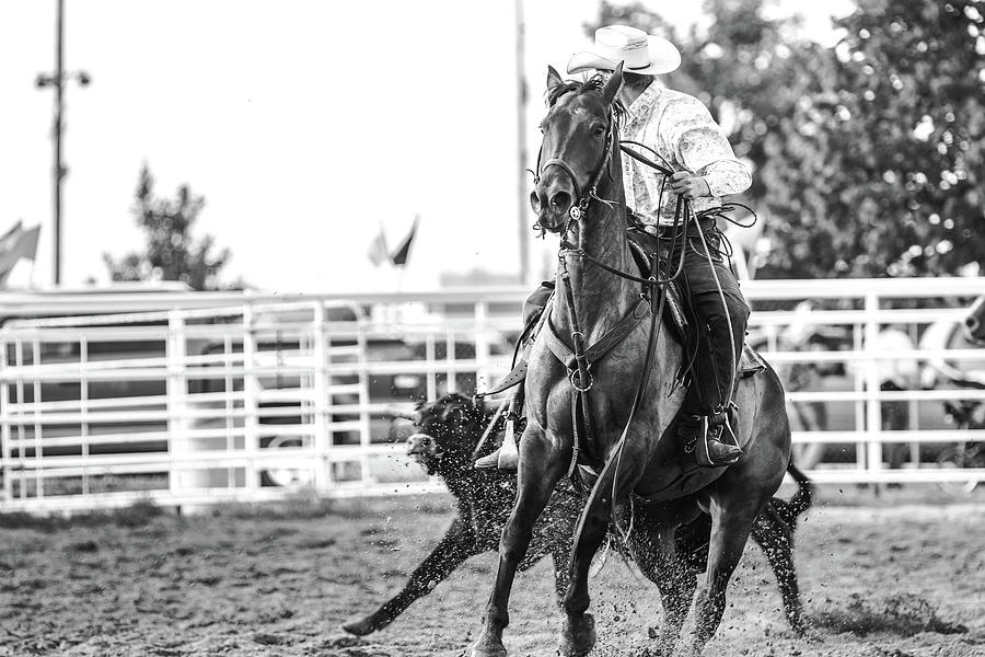 Steer Photograph - Cant Catch Me by Kamie Stephen Steer Photograph - Cant Catch Me by Kamie Stephen
