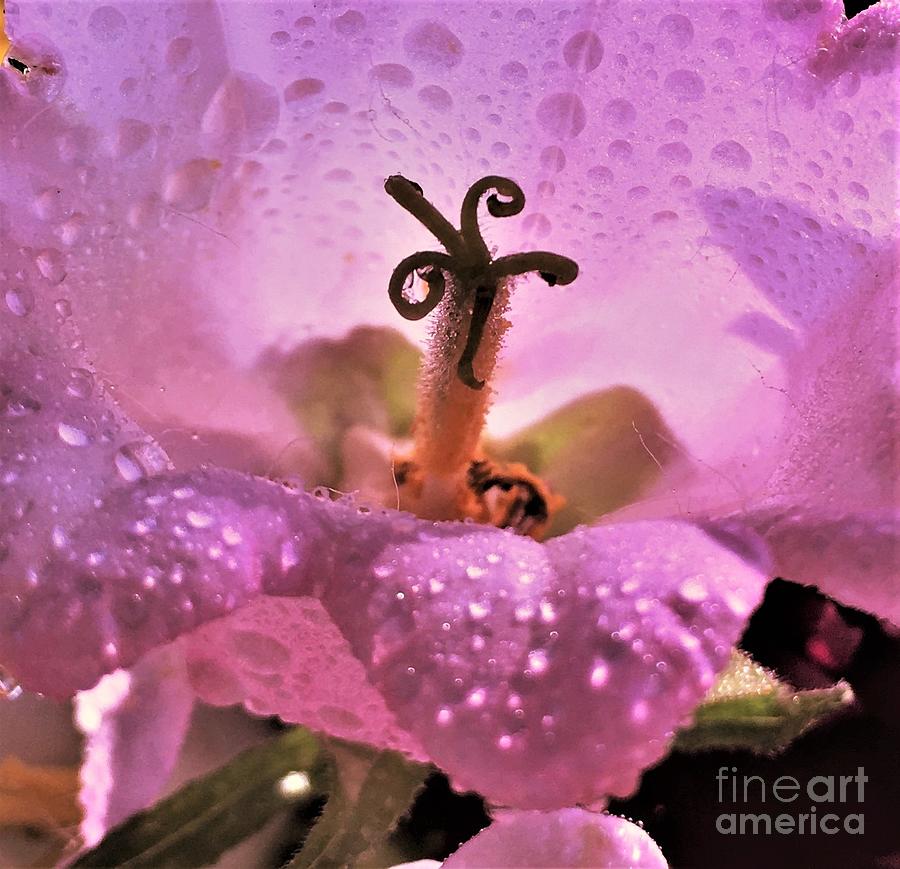 Canterbury Flower Dewdrops Photograph by Charlene Adler