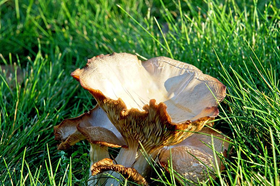 Cantharellus Fungi In The Sitting Sun Photograph