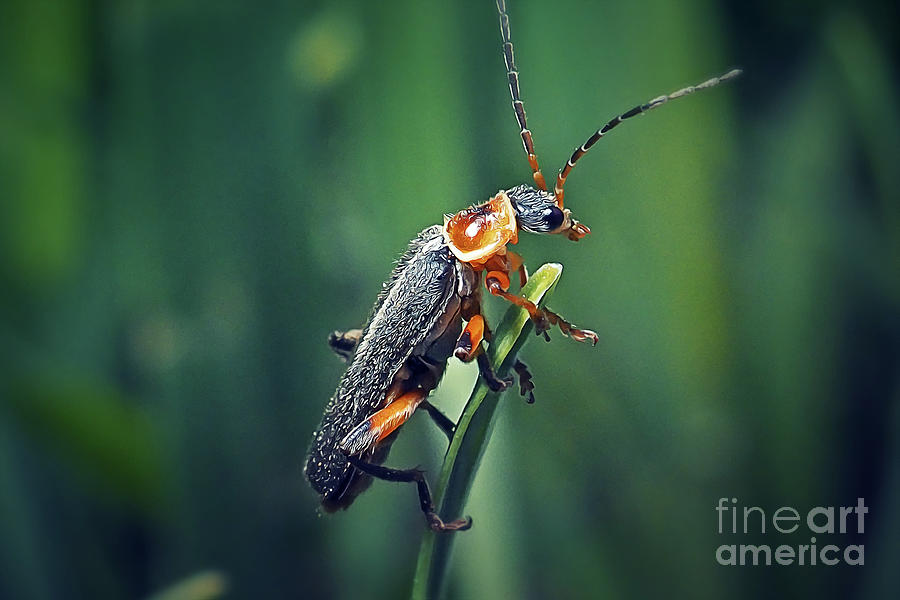 Wildlife Photograph - Cantharidae Soldier Beetle Insect by Frank Ramspott