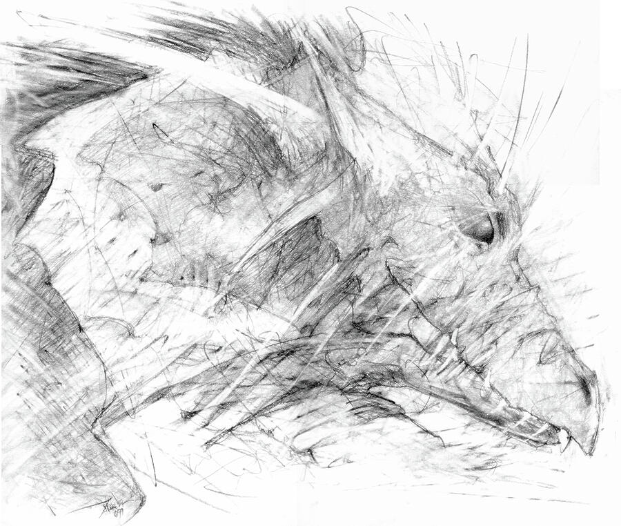 Canthus Draconus Rex Drawing by Joel Keener Canthus Draconus Rex Drawing by Joel Keener
