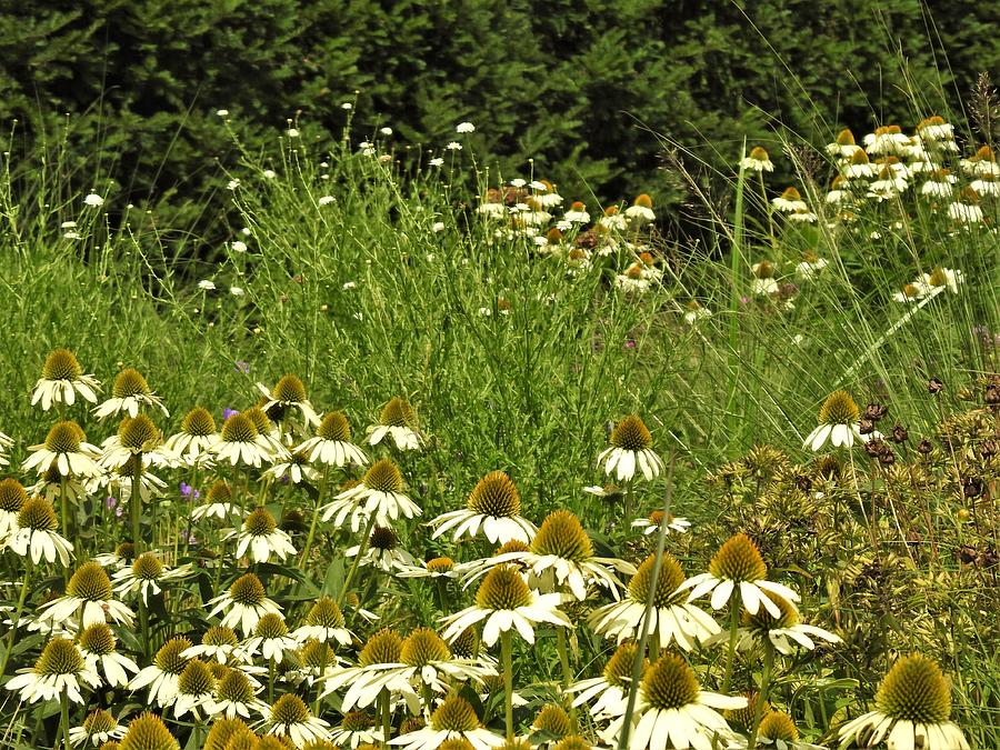 Flower Photograph - Cantigny Cone Flowers and Grasses by Barbara Ebeling