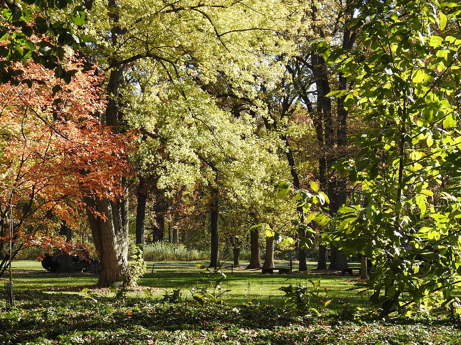 Cantigny's Forest Park Photograph by Barbara Ebeling - Pixels