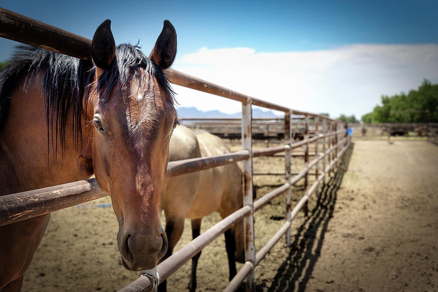 Canutillo Pony Photograph by Bill Chizek