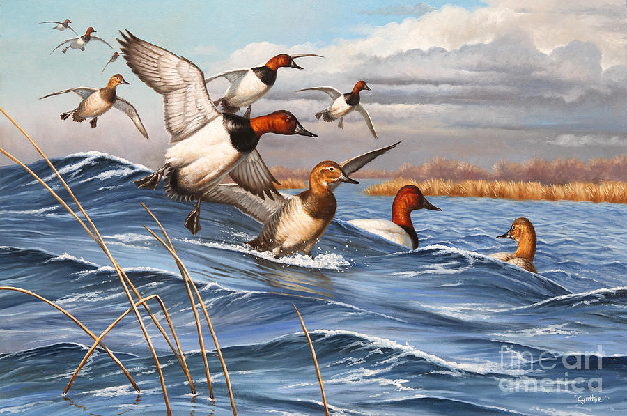 Canvas Back Ducks Painting by Cynthie Fisher