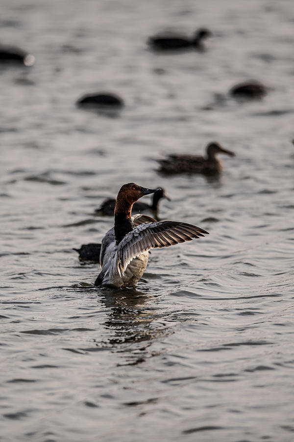 Canvasback -  Aythya valisineria Photograph by Amazing Action Photo Video