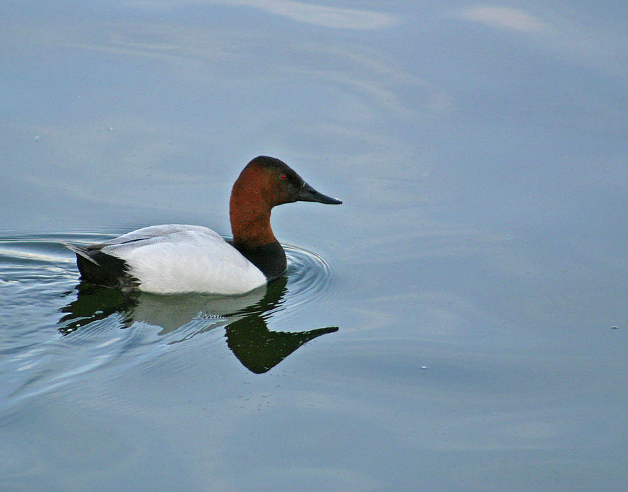 Canvasback Photograph by Callen Harty