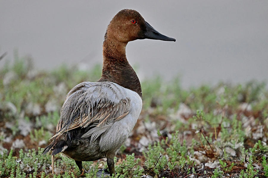 Canvasback Duck - Aythya valisineria Photograph by Amazing Action Photo Video