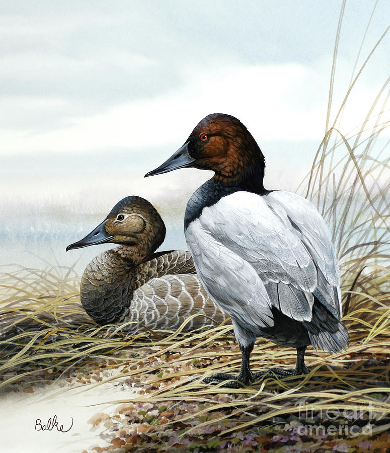 Canvasback Duck Painting by Don Balke