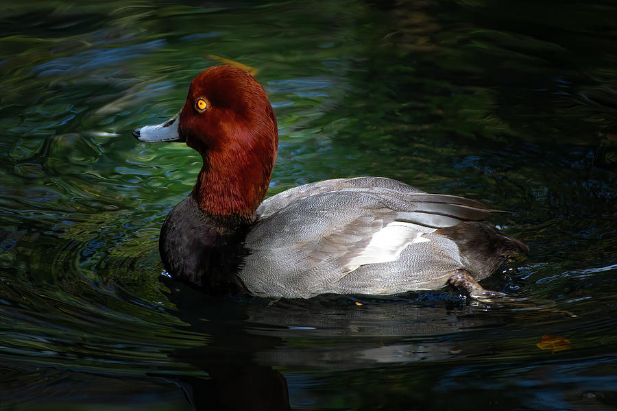 Canvasback Duck Photograph by Mark Andrew Thomas