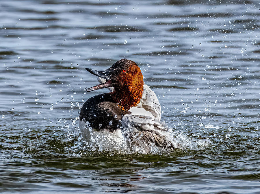 Canvasback Singing in the Shower Photograph by Brian Shoemaker