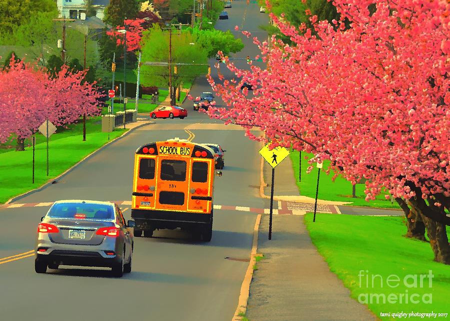 Canvassing Cherry Blossom Row Photograph by Tami Quigley