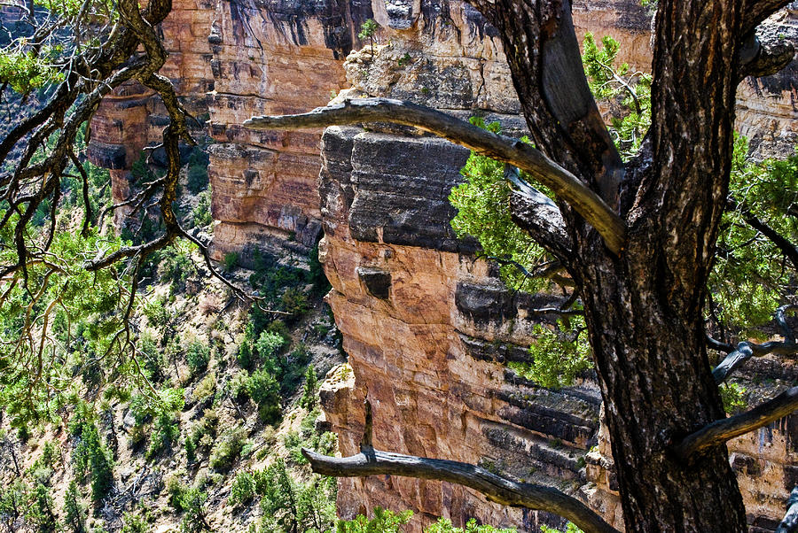 Canyon Behind Tree Photograph by Gordon Sarti