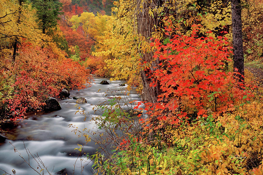 Fall Photograph - Canyon Bright by Leland D Howard