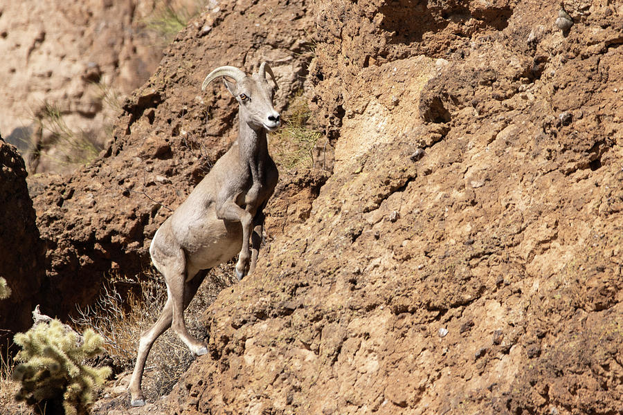 Canyon Climber Photograph by Sue Cullumber Fine Art America