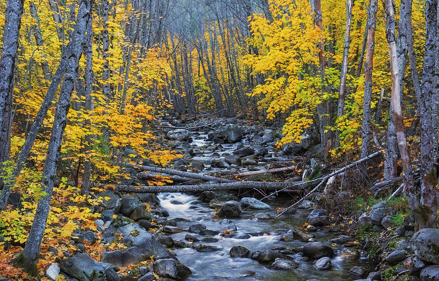Canyon Creek in Autumn II Photograph by Loree Johnson
