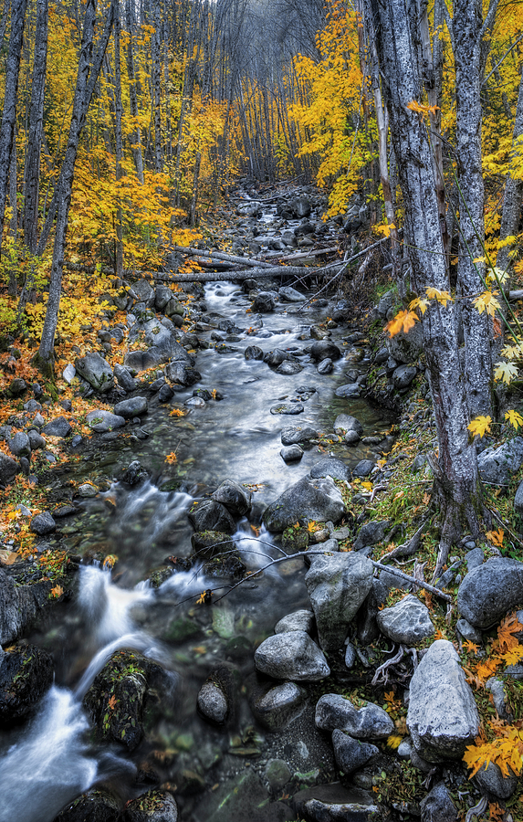 Canyon Creek in Autumn Photograph by Loree Johnson
