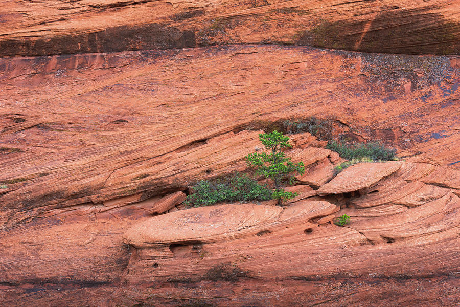 Canyon de Chelly - Ledge with Greens Photograph by Alexander Kunz