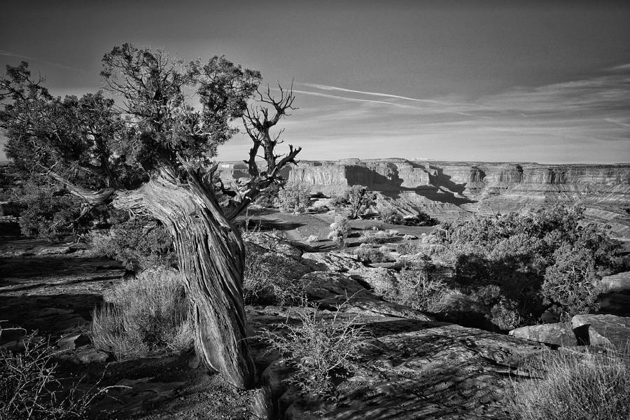 Canyon Lands Tree and Rock Formation in Black and White in black and ...