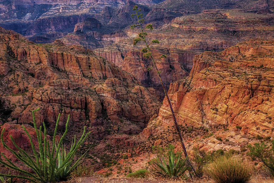 Canyon Palate Photograph by Rick Furmanek