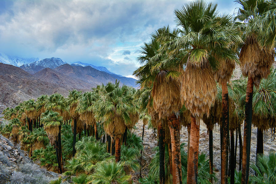 Canyon Palms Photograph by Kyle Hanson