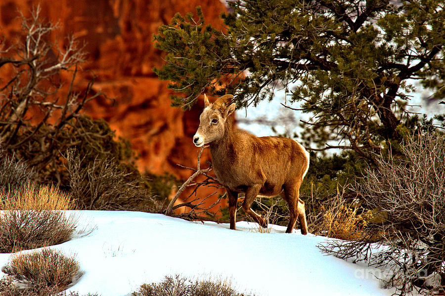 Canyonlands Bighorn In The Snow Photograph by Adam Jewell