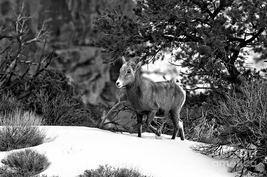 Canyonlands Bighorn In The Snow Black And White Photograph by Adam Jewell