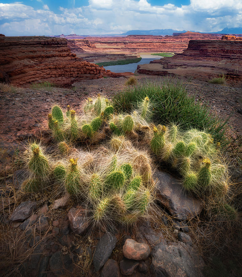 Canyonlands Cacti Photograph by Michael Ash