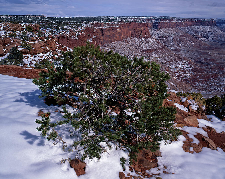 Canyonlands Fresh Snow Photograph by Tom Daniel