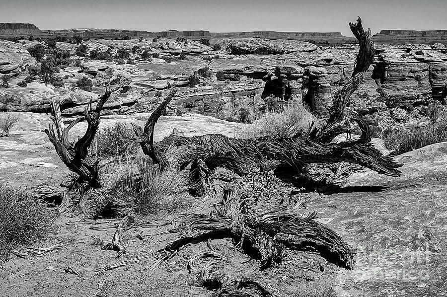 Canyonlands Gnarled Spiny Tree Trunk 2 Photograph by Bob Phillips
