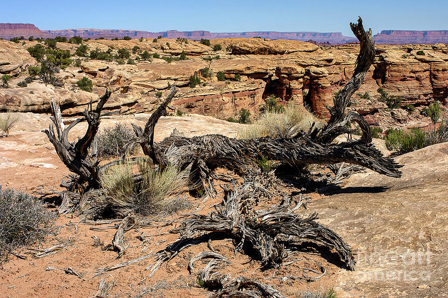 Canyonlands Gnarled Spiny Tree Trunk Photograph by Bob Phillips