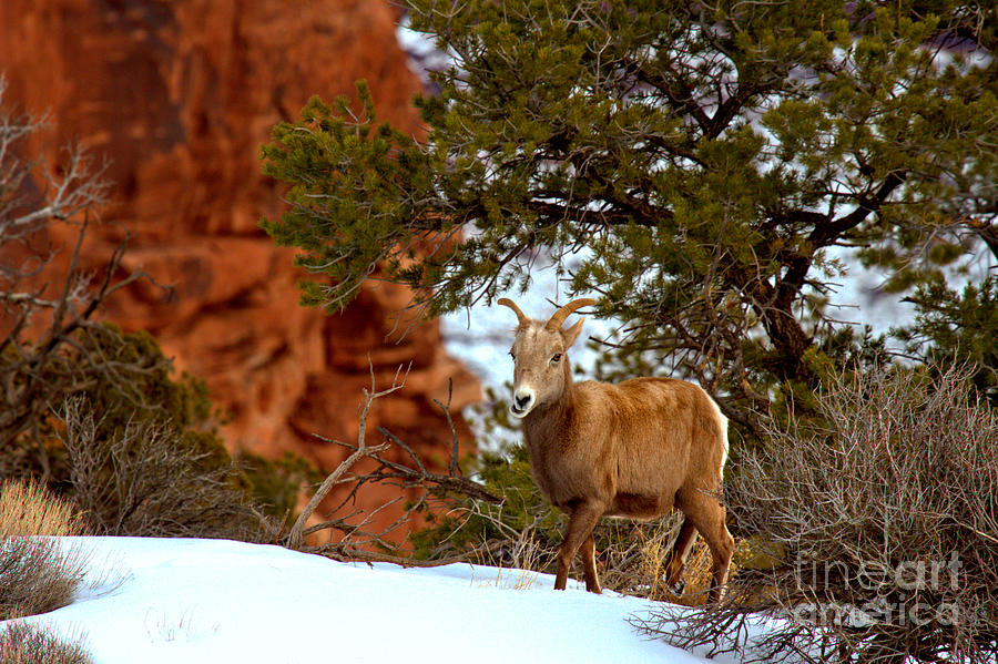 Canyonlands National Park Bighorn In The Snow Photograph by Adam Jewell