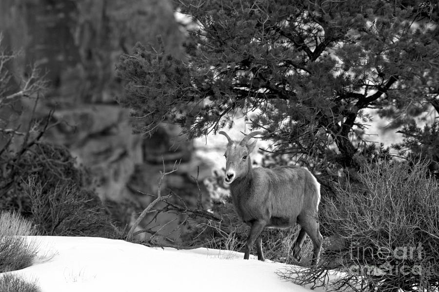 Canyonlands National Park Bighorn In The Snow Black And White Photograph by Adam Jewell