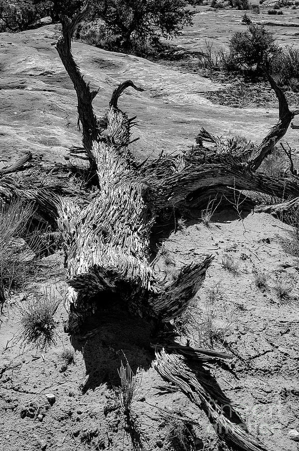 Canyonlands Spiny Tree Trunk 2 Photograph by Bob Phillips