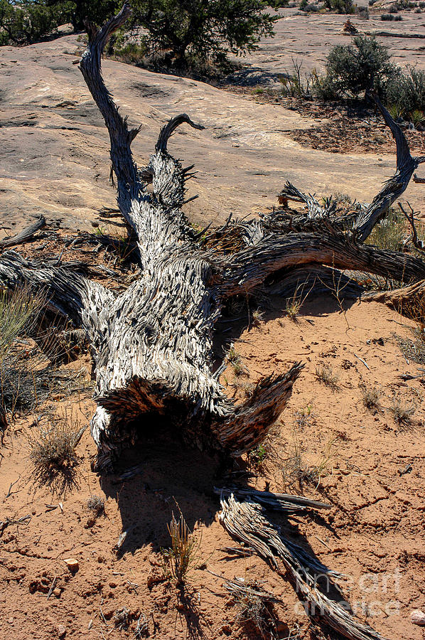 Canyonlands Spiny Tree Trunk Photograph by Bob Phillips