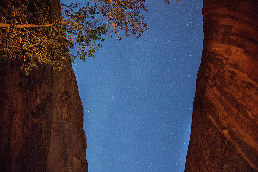 Canyons trees stars Photograph by Kunal Mehra