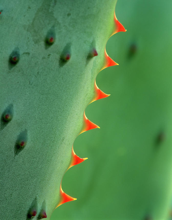Nature Photograph - Cape Aloe by Tim Fitzharris