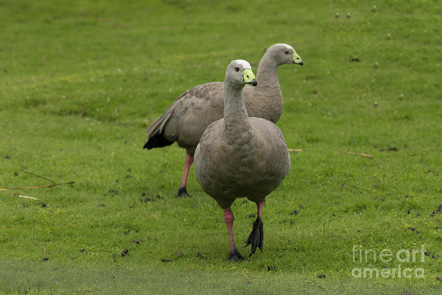 Wildlife Photograph - Cape Barren Geese in NZ by Eva Lechner