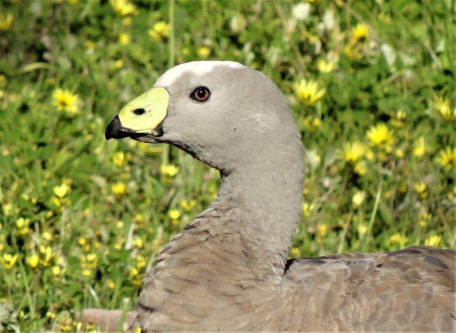 Wildlife Photograph - Cape Barren goose 2 by Athol KLIEVE
