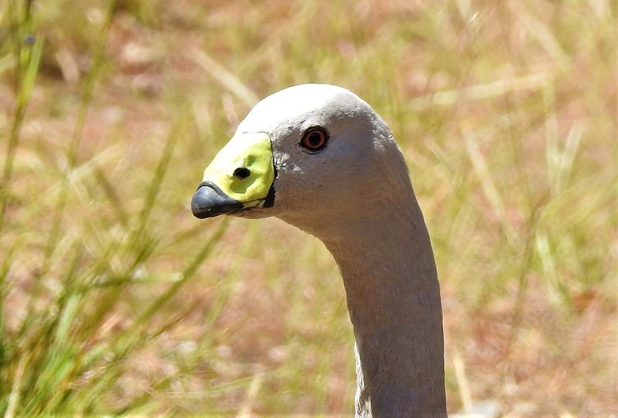 Goose Photograph - Cape Barren goose by Athol KLIEVE