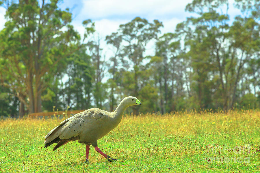 Goose Photograph - Cape Barren Goose by Benny Marty