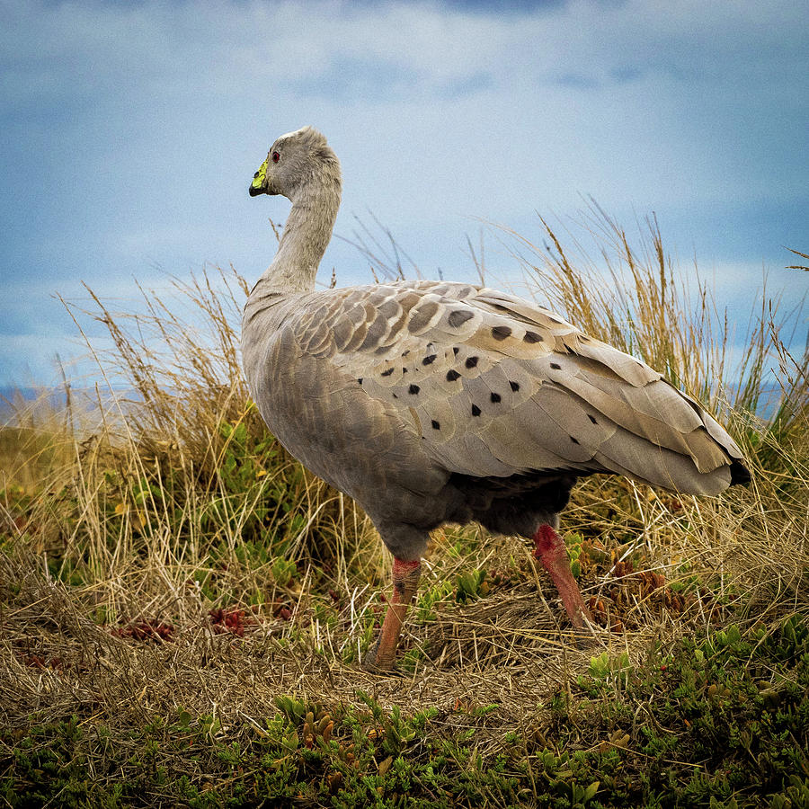 Goose Photograph - Cape Barren Goose by Bette Devine