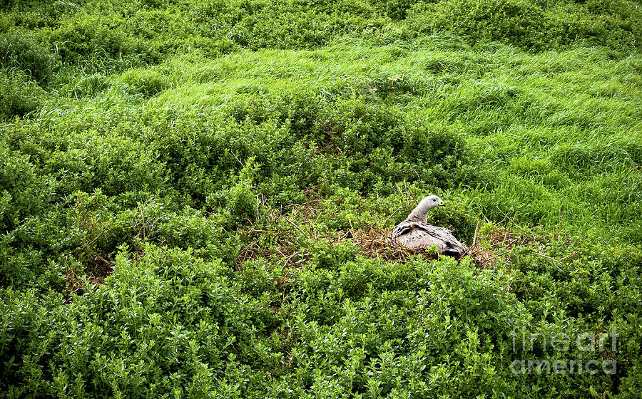 Cape Barren Goose Photograph